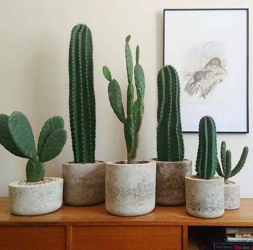 Cactos e suculentas 🌵