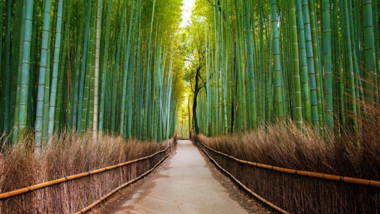 Lugar Arashiyama Bamboo Forest