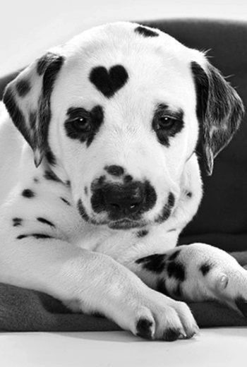 Heart-shaped Dalmatian spot
