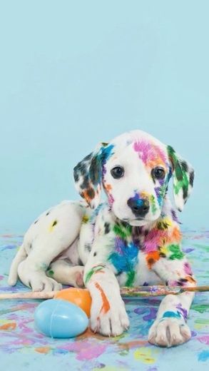 “Puppy shower”: uma festa de boas-vindas à sua nova família 