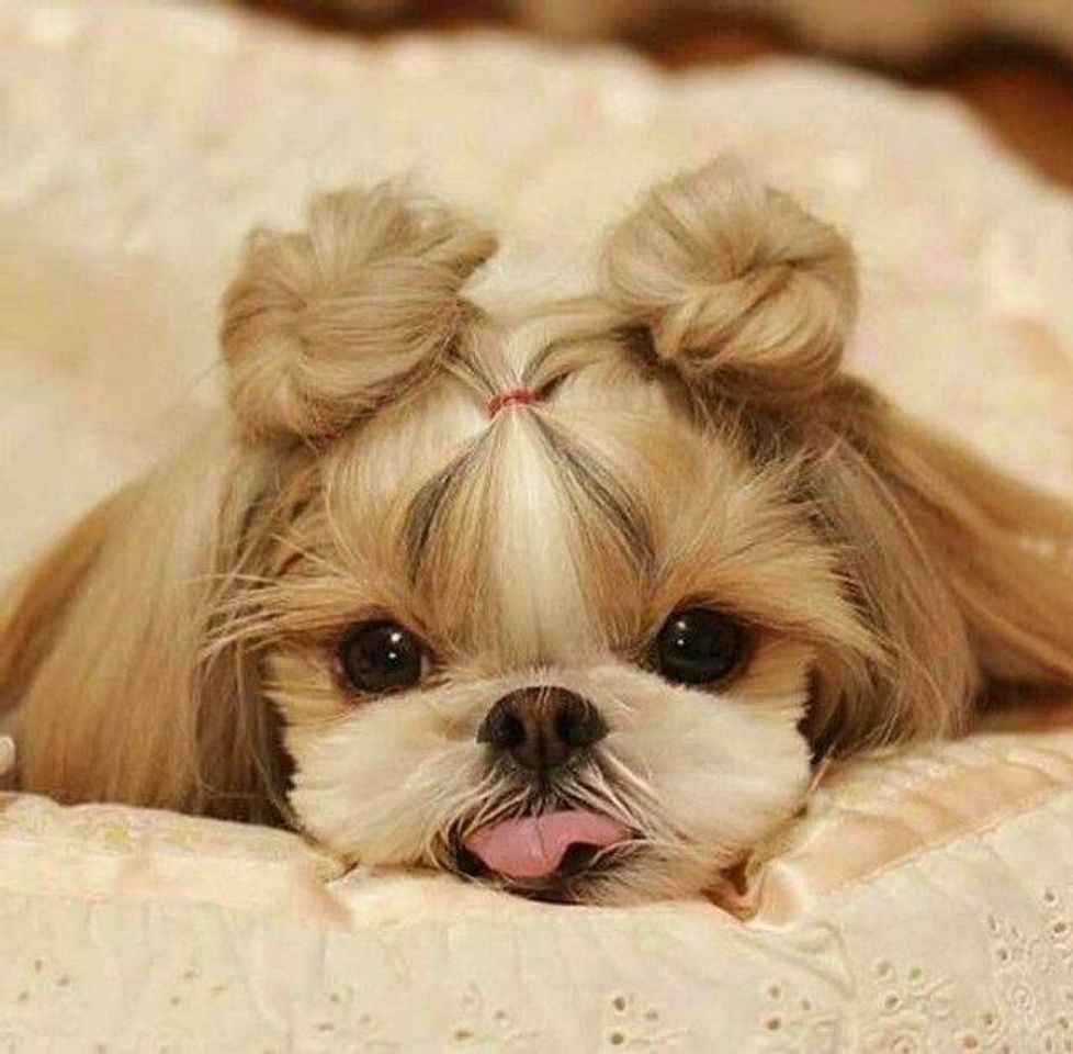 Shih Tzu