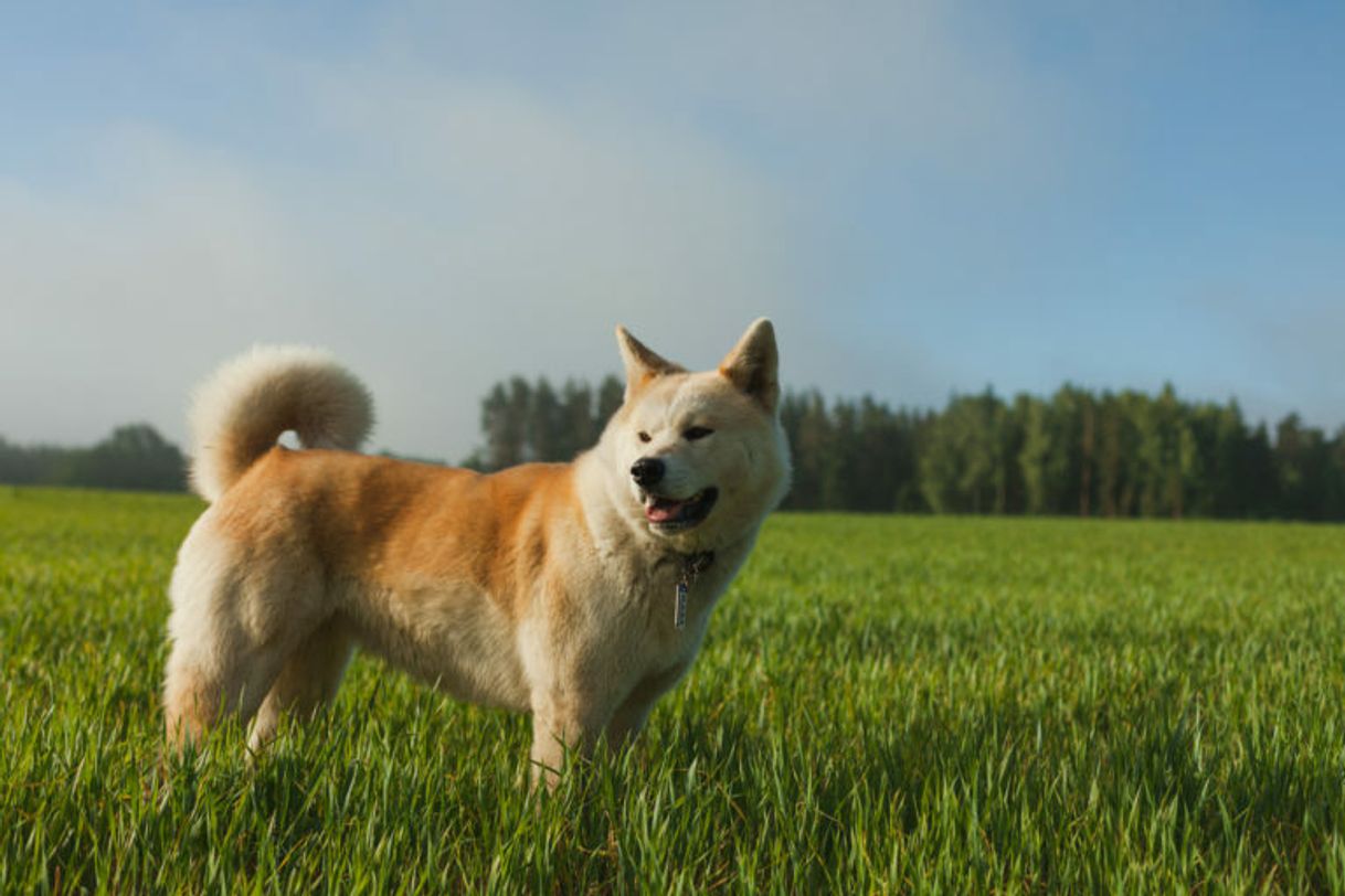 Fashion Akita Inu 