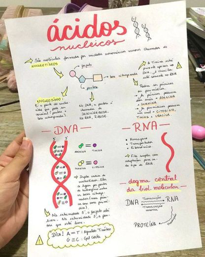 Ácidos nucléicos