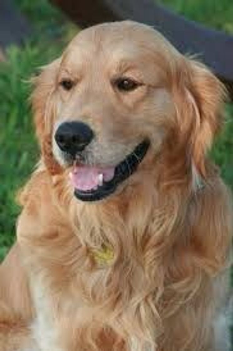 Moda Golden Retriever