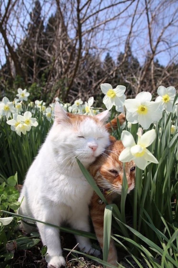 Fashion Cats and flowers 💐