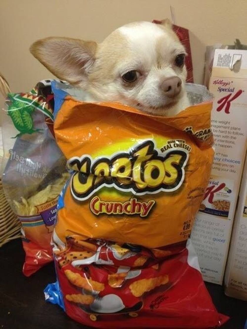 Fashion Alguém quer um Cheetos?