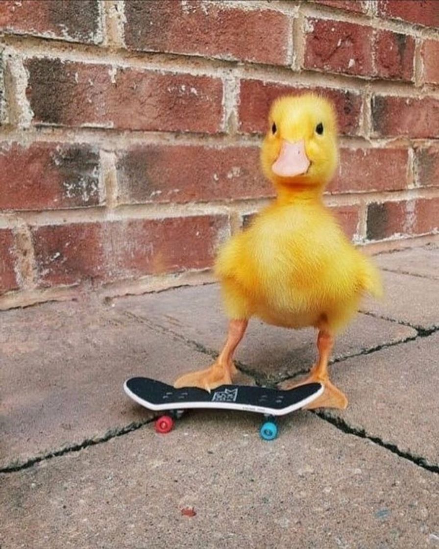 Fashion Patinho de skate 