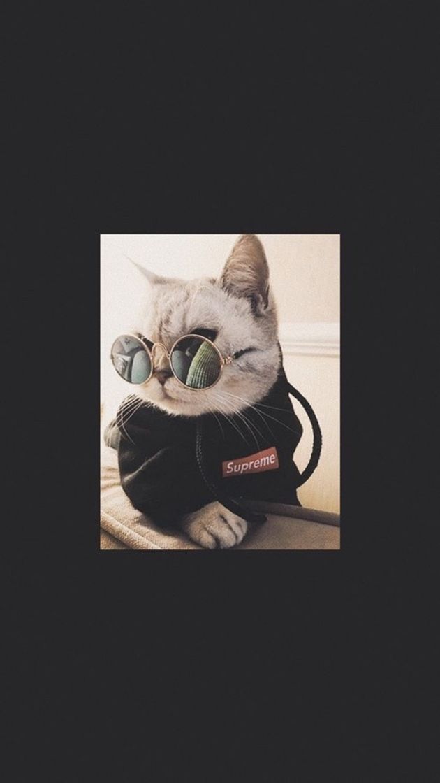 Fashion Cat