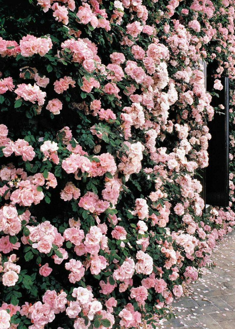 Social flowers 