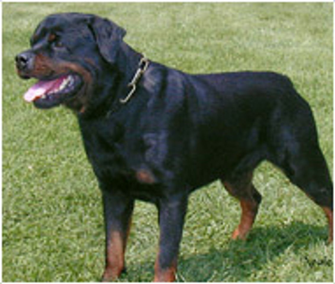 Moda Rottweiler