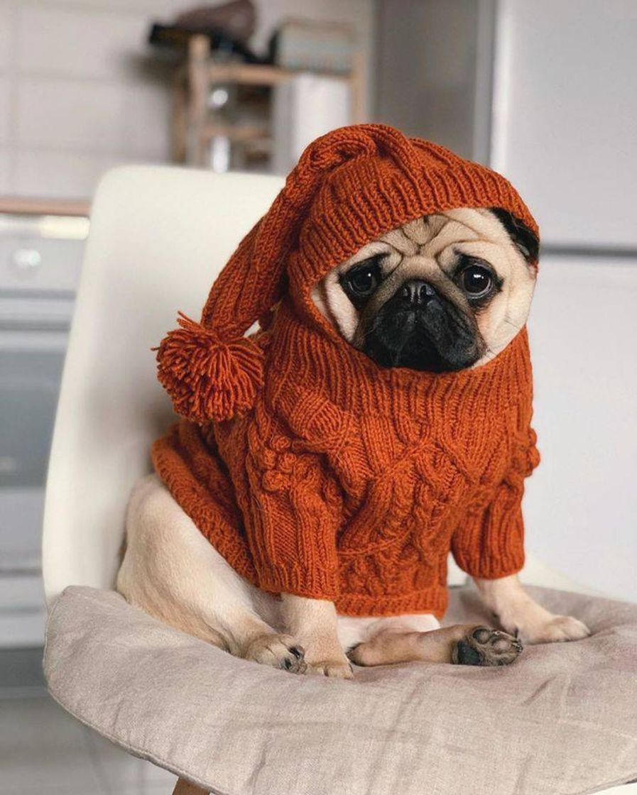 Fashion Pug 