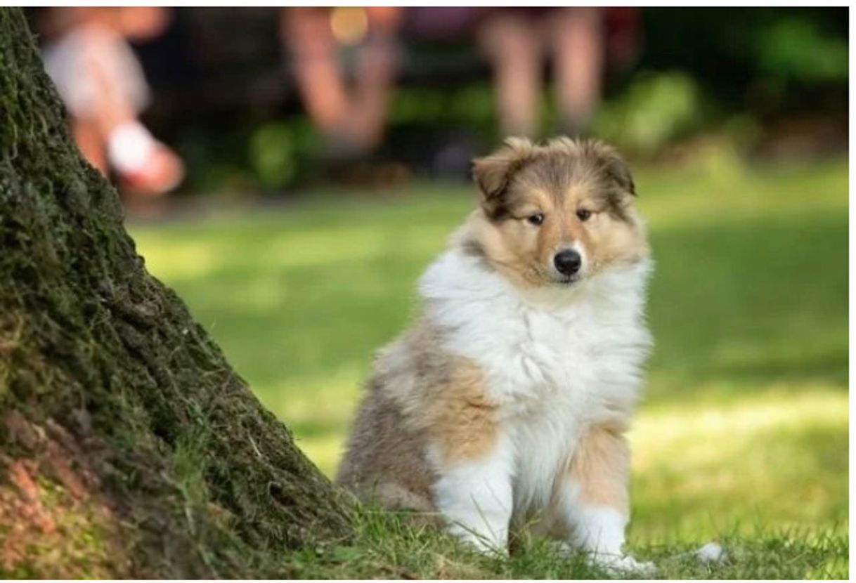 Moda Cachorrinho 