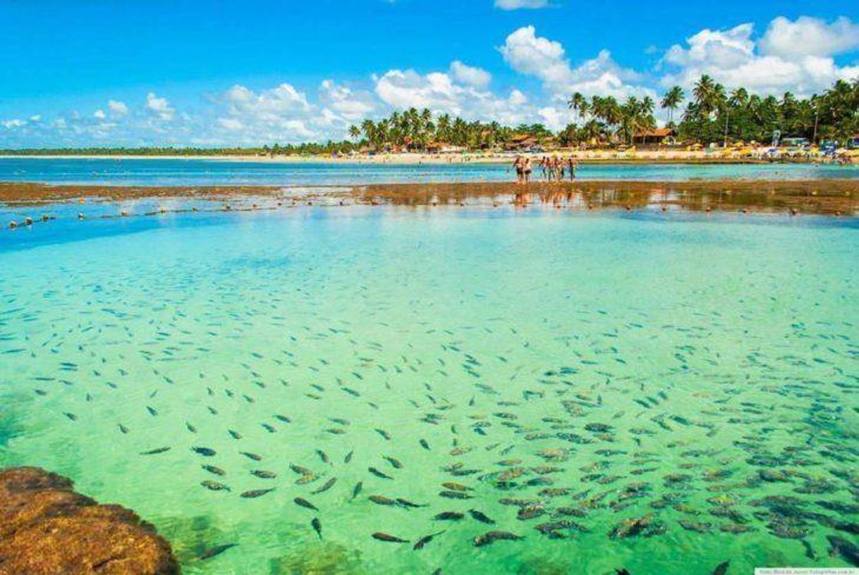 Place Porto de Galinhas