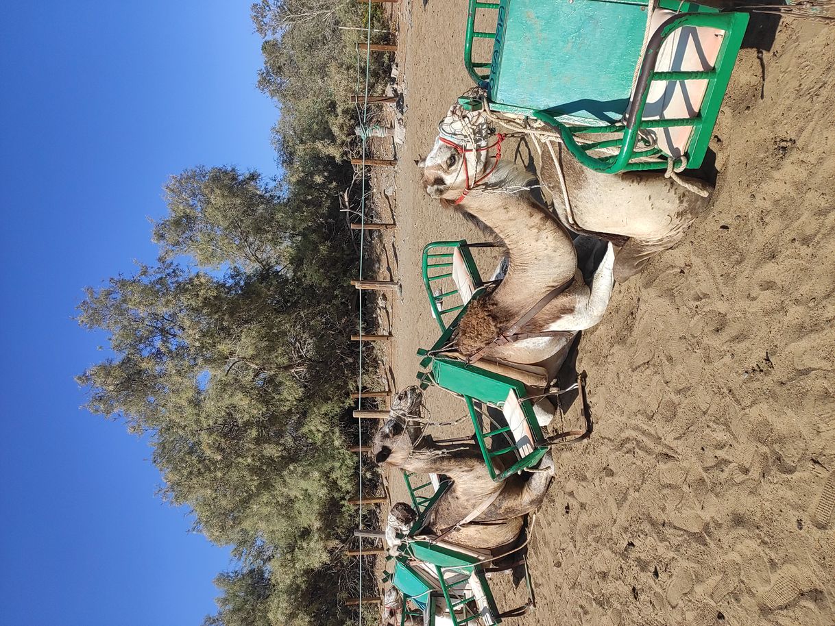 Lugar Camello Safari & Criadero Camellos Fataga