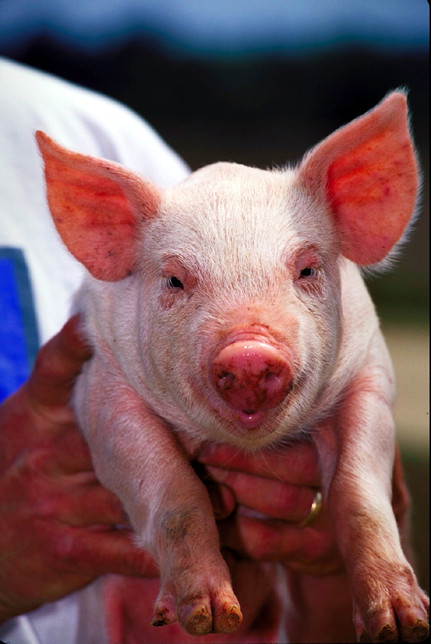 cerdito - Wiktionary