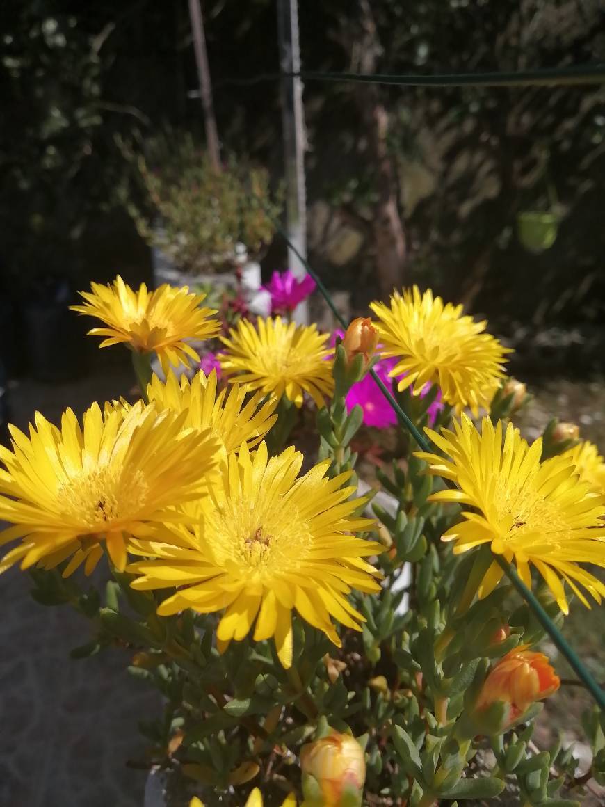 Moda Carpobrotus edulis - Wikipedia