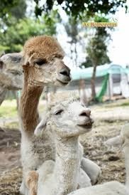 Places Alpacas as bolboretas