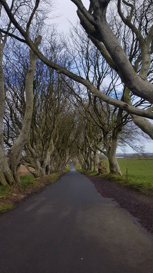 Place The Dark Hedges