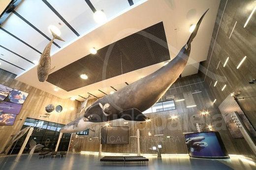 Museu da Baleia da Madeira