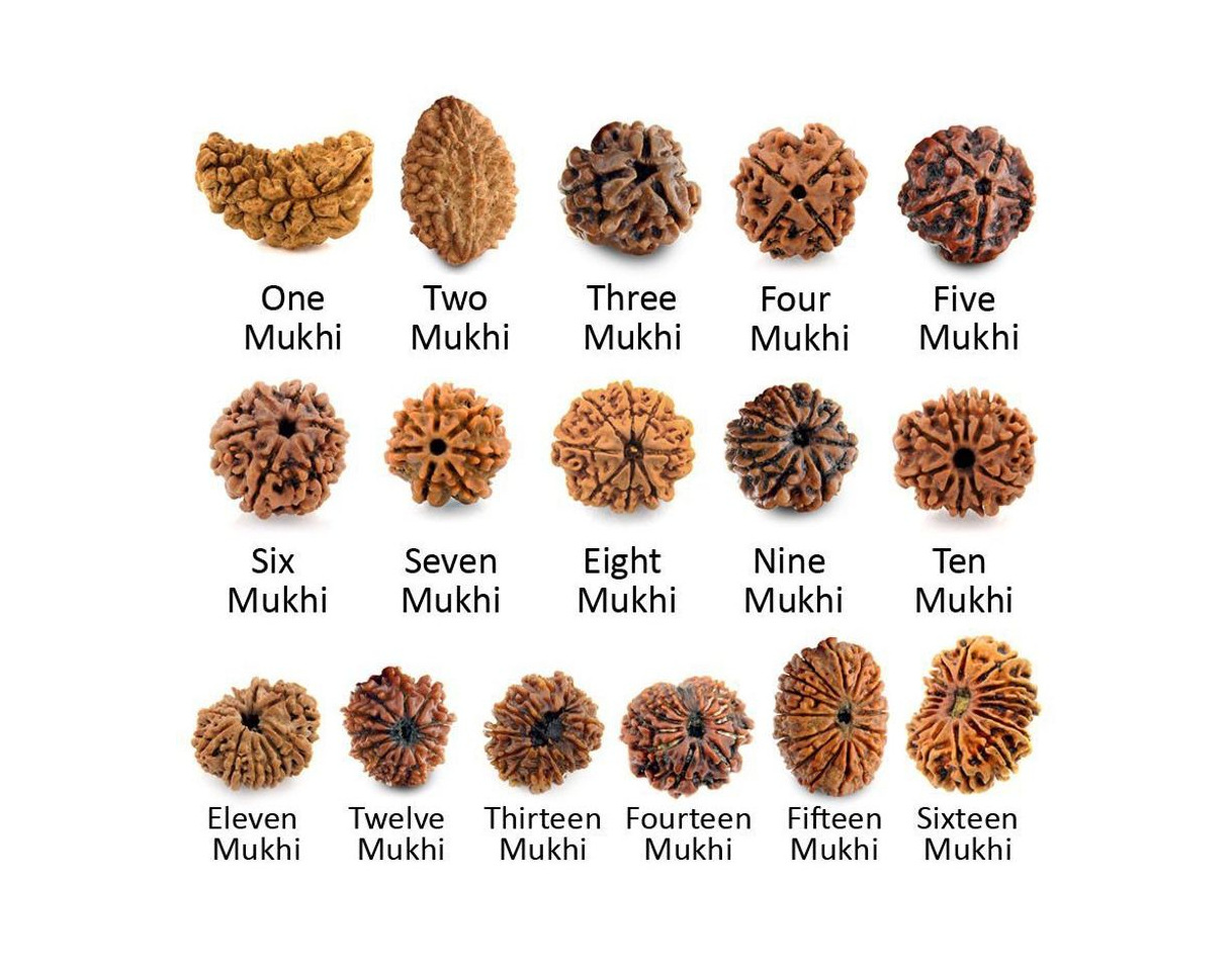 Social Rudraksha
