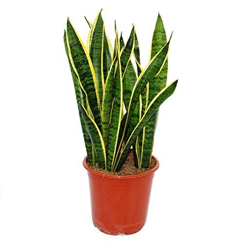 Product Sansevieria trifasciata - 19cm pot - total height