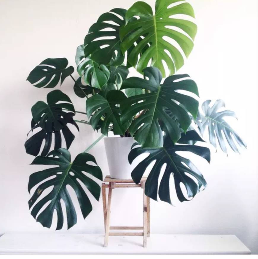 Product Monstera deliciosa