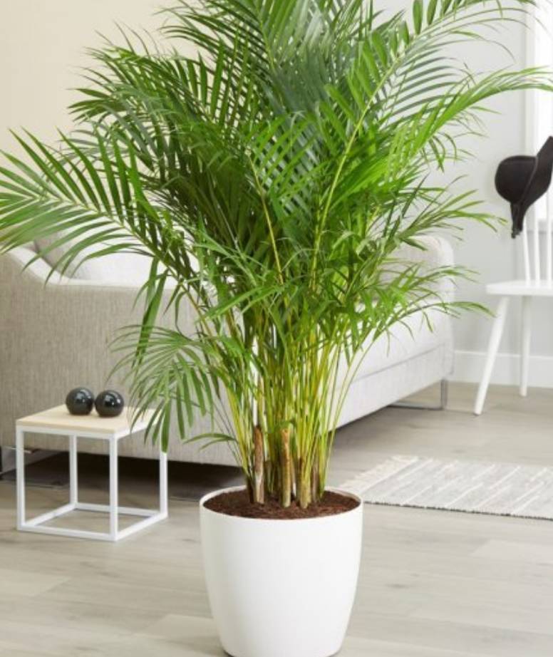 Places Areca maceta 17cm. - Altura aprox.80cm. - Planta viva -