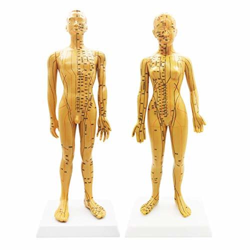 Social Masculino Femenino De La Acupuntura Modelo del Cuerpo Humano con Los Puntos