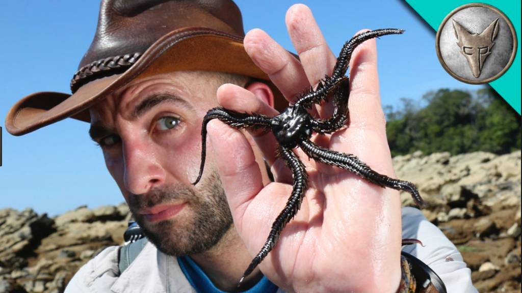 Moda Coyote peterson