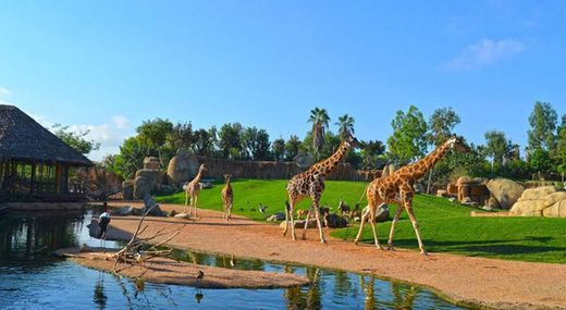 Bioparc Valencia