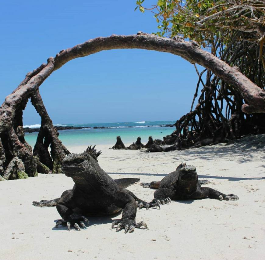 Lugar Bahía Tortuga