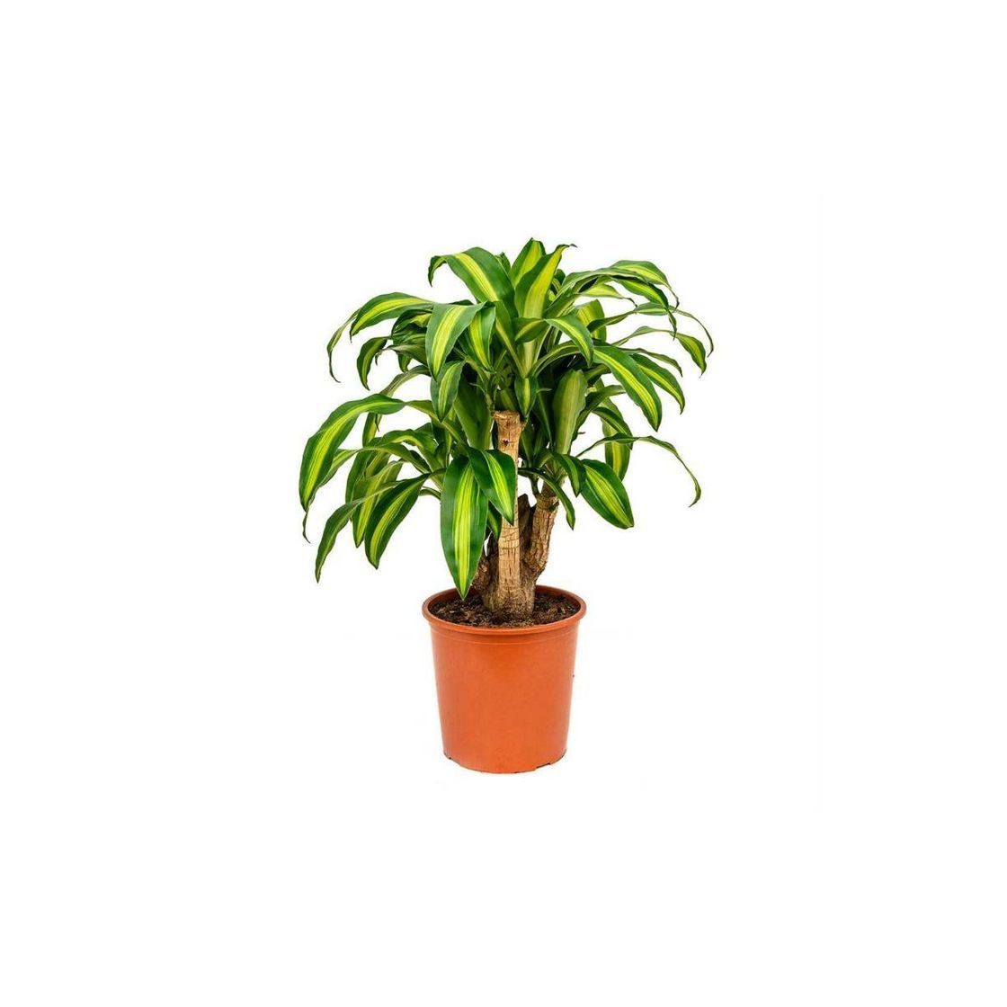 Producto PLANTA PINGO DOCE • DRACAENA MASSANGEANA