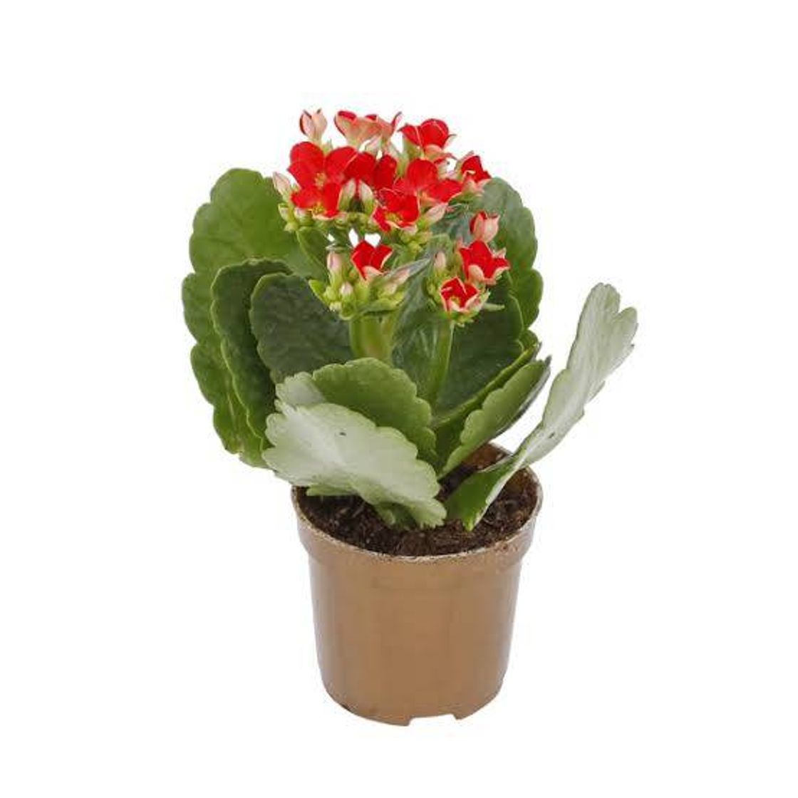 Fashion Mini kalanchoe