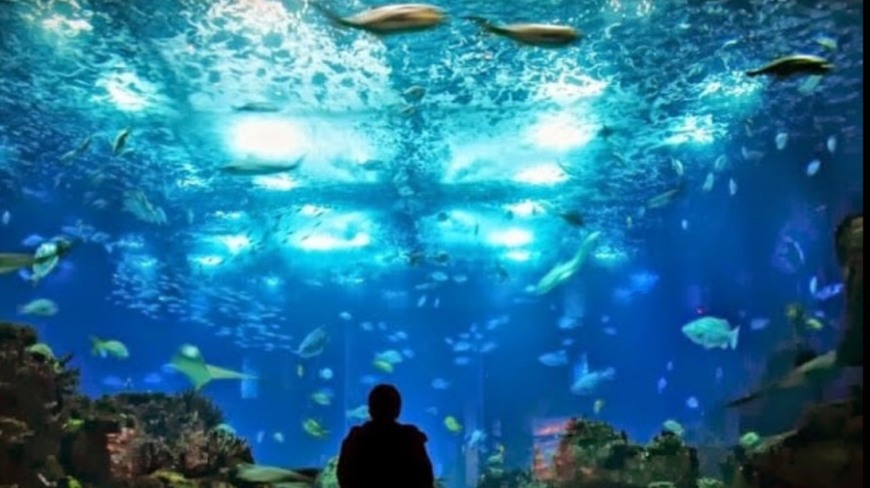 Lugar Oceanario de Lisboa