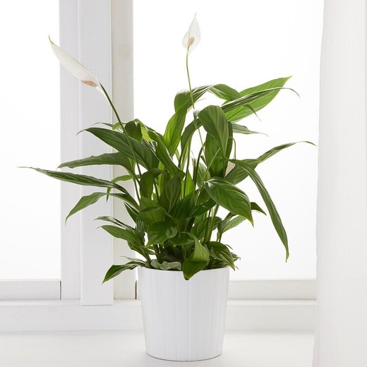 Spathiphyllum wallisii (Lírio-da-paz)