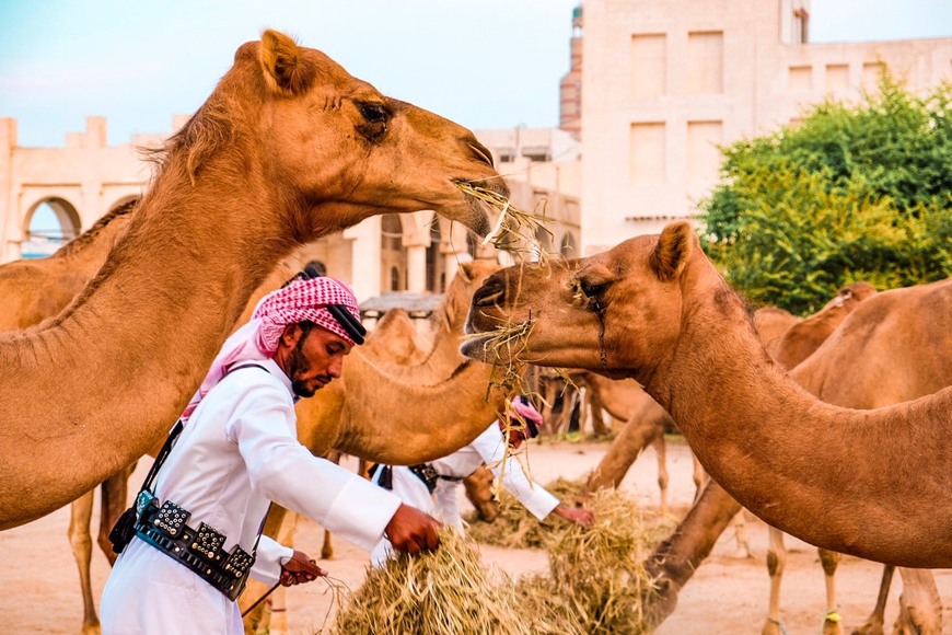 Place Camel Pen