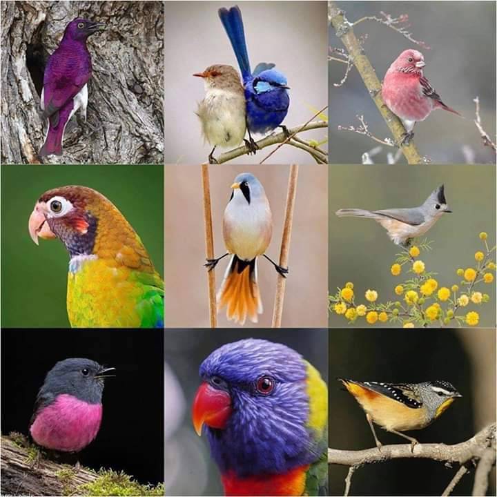 Fashion Lindos pássaros 🦜🐦🦅🕊️