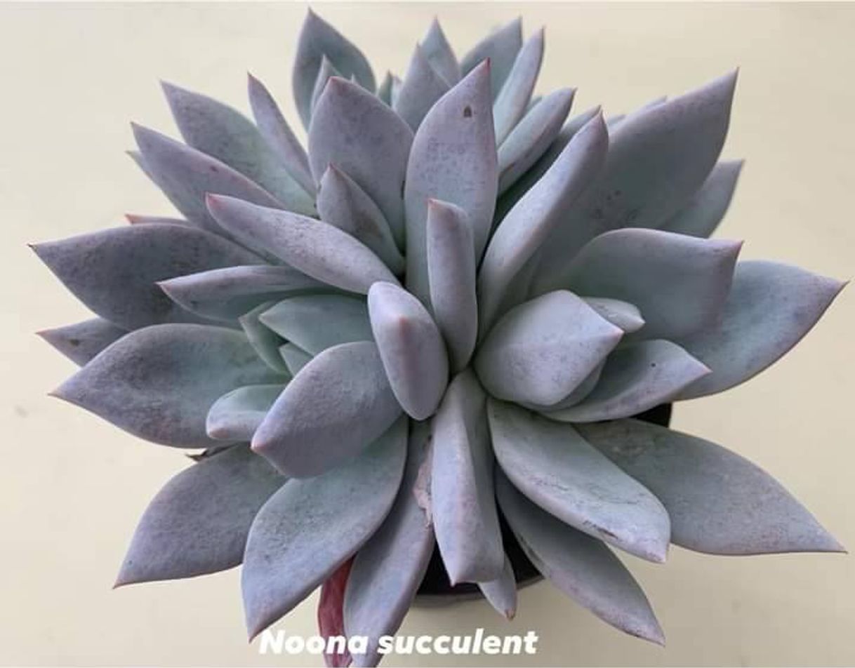 Moda Noona succulent - Echeveria tromso | Facebook