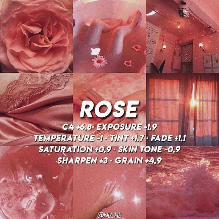 Fashion Rose