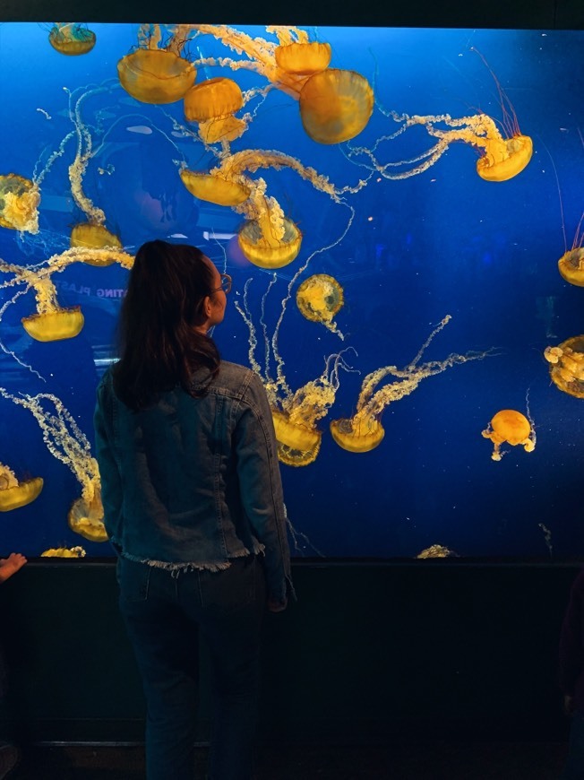 Lugar Vancouver Aquarium