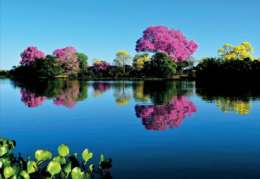 Lugar Pantanal