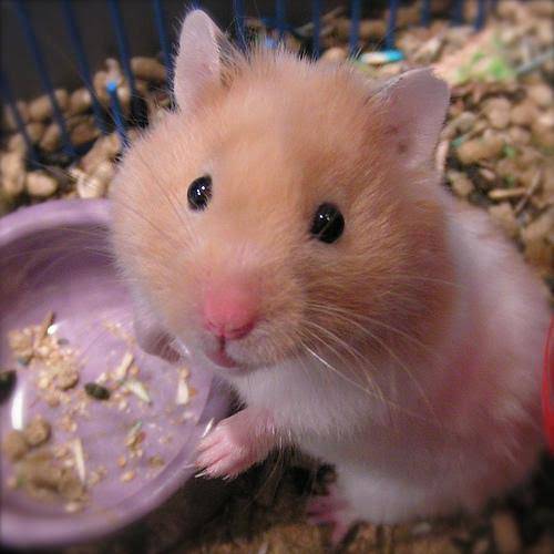 Fashion Hamster