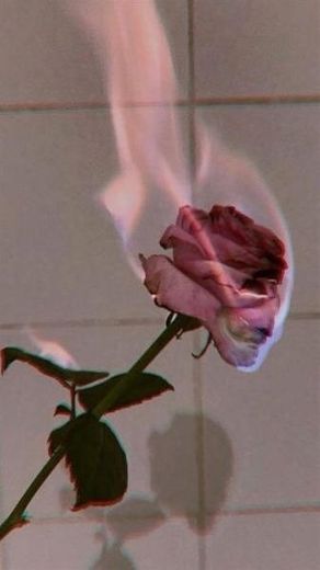 Rosa em chama