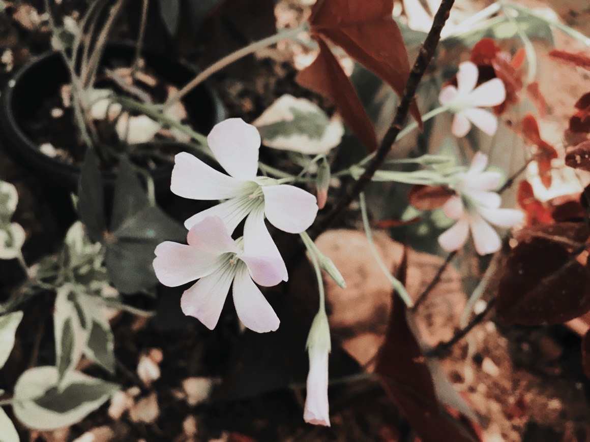 Moda Plano de fundo - flores 