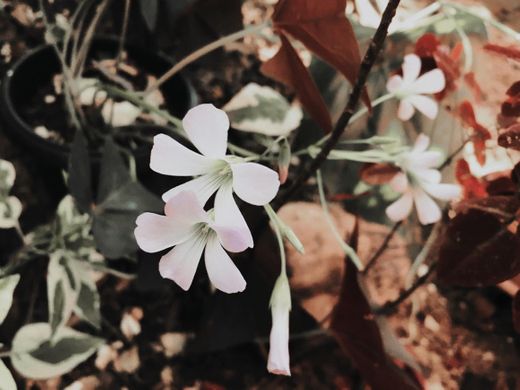 Plano de fundo - flores 