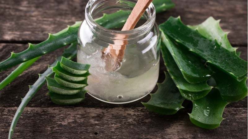 Place Aloe Vera: O Poder da Natureza em uma Planta