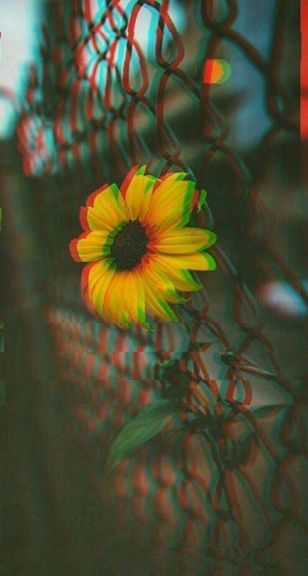 Wallpaper 