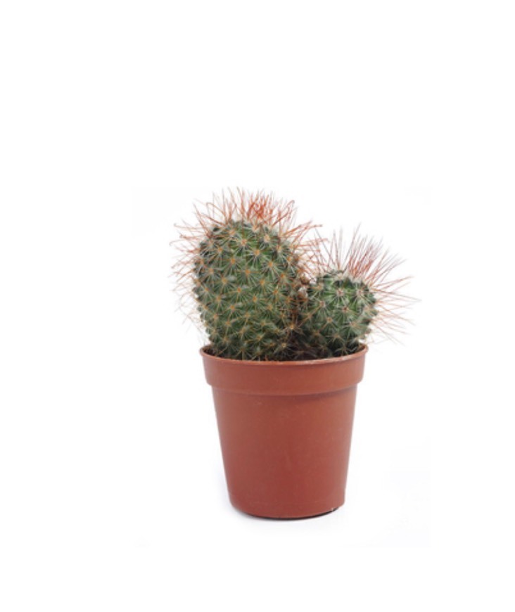 Cacto 🌵 mini 