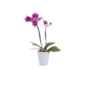 Orquídea Phalaenopsis Mini