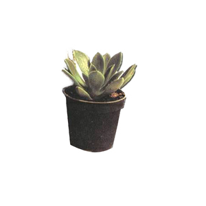 Suculenta 